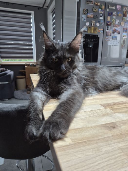 Cudna kotka Inka Maine Coon FPL
