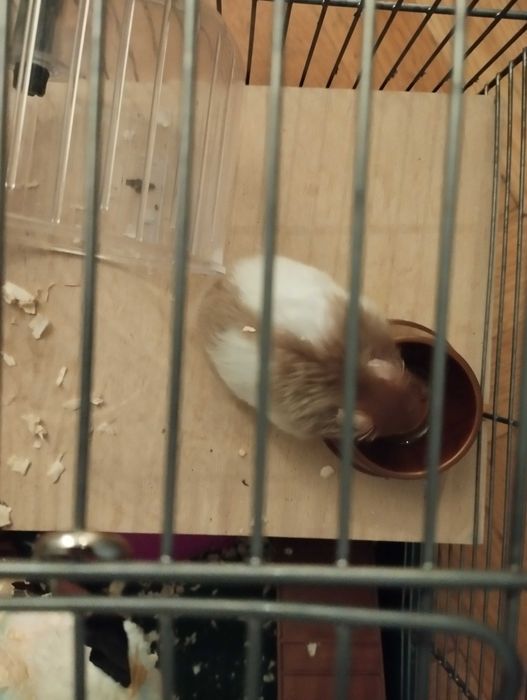 Chomik syryjski + wyposażenie