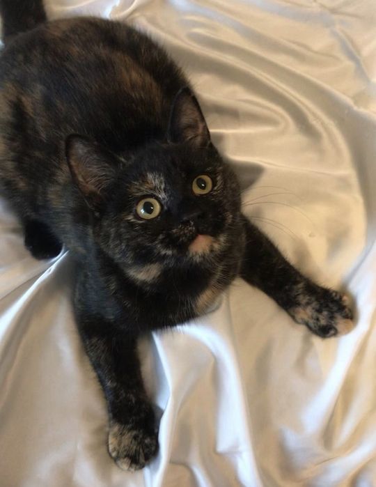 Кошка котенок котята