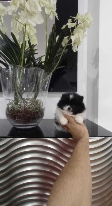 Spitz Alemão Anão/Lulu da Pomerânia MACHO BRANCO  e PRETO  LOP e AFIXO