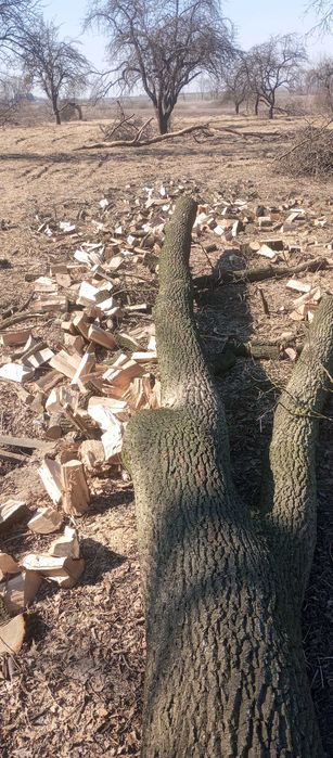 Drewno kominkowe opalowe mokre suche