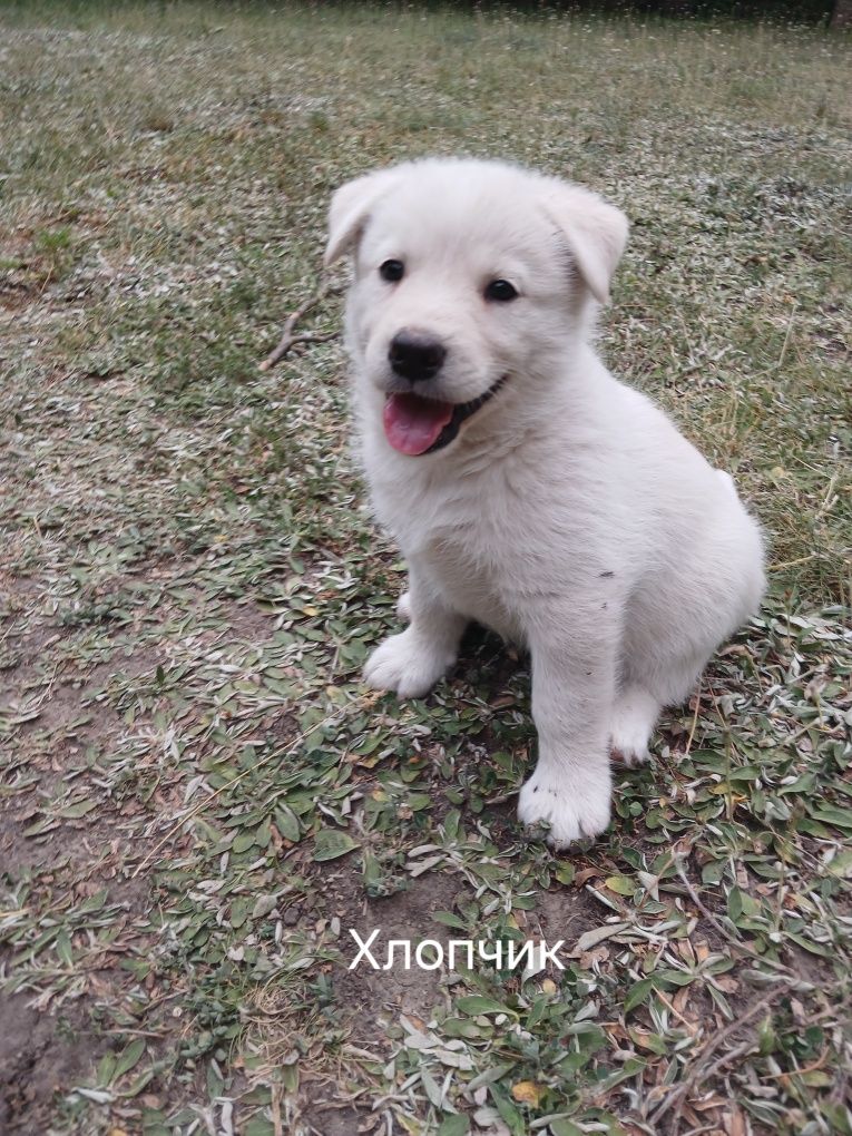 Подарую Хасенят в добрі руки