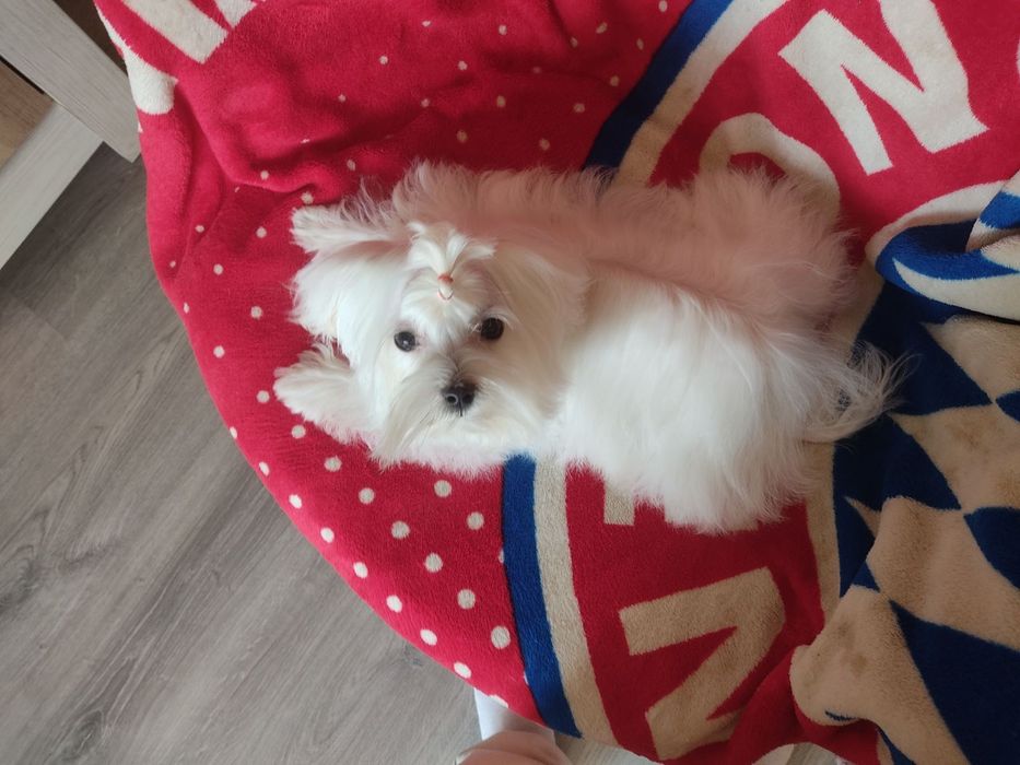 Міні Мальтезе. КСУ. Львів.