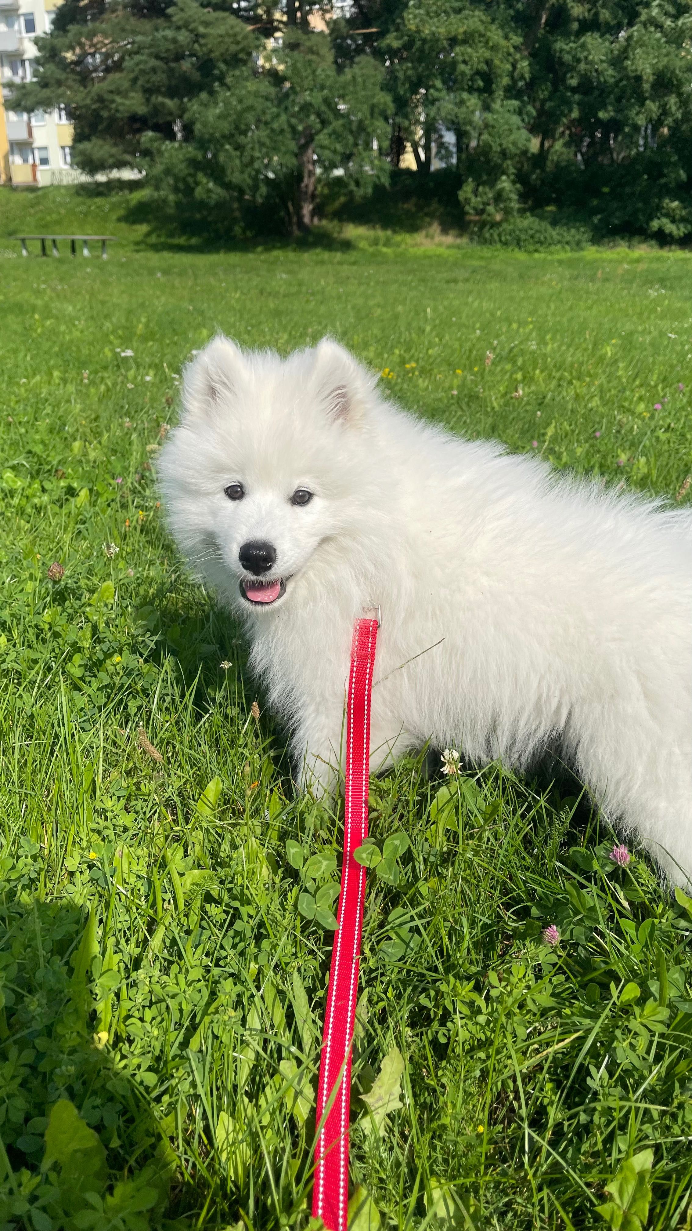 Samoyed ZKwP/ FCI - dostępne dwie dziewczynki