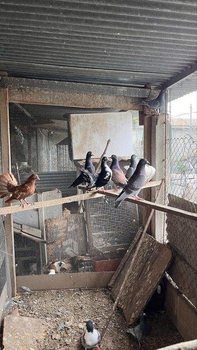 Paros pombos codornizes rolas