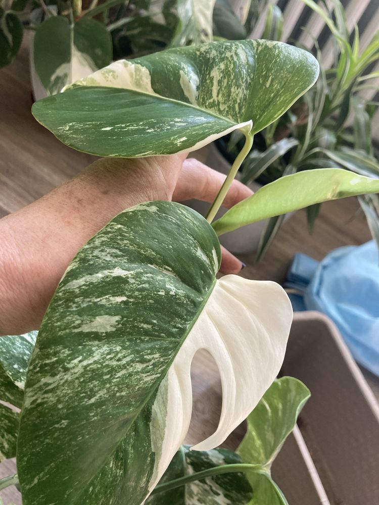 Monstera borsigiana variegata