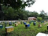 Продам бджолосімʼї