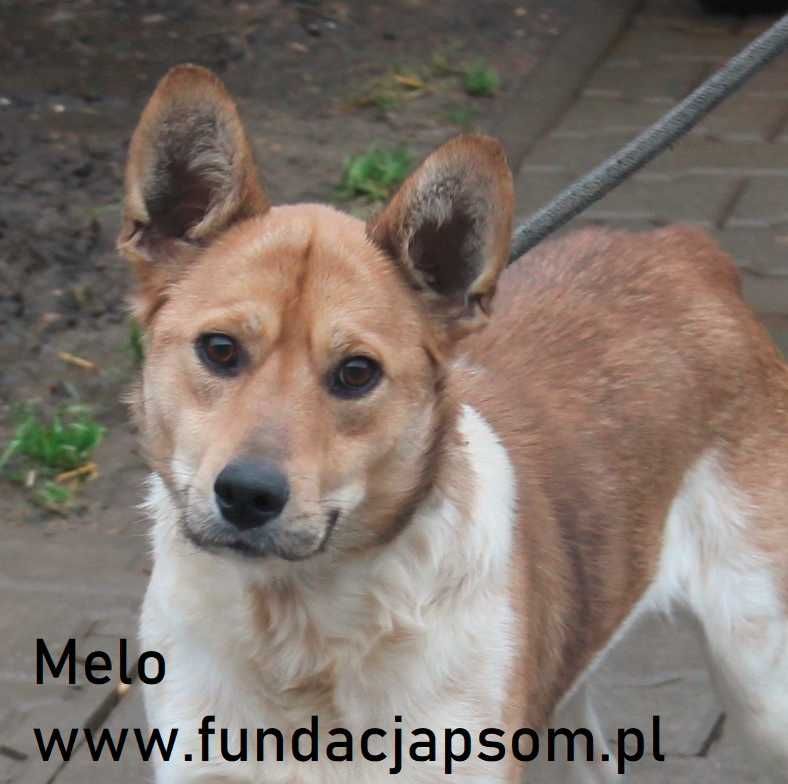 Melo - wesoły psiak