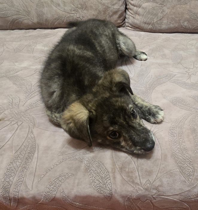 Отдам щенка в добрые руки