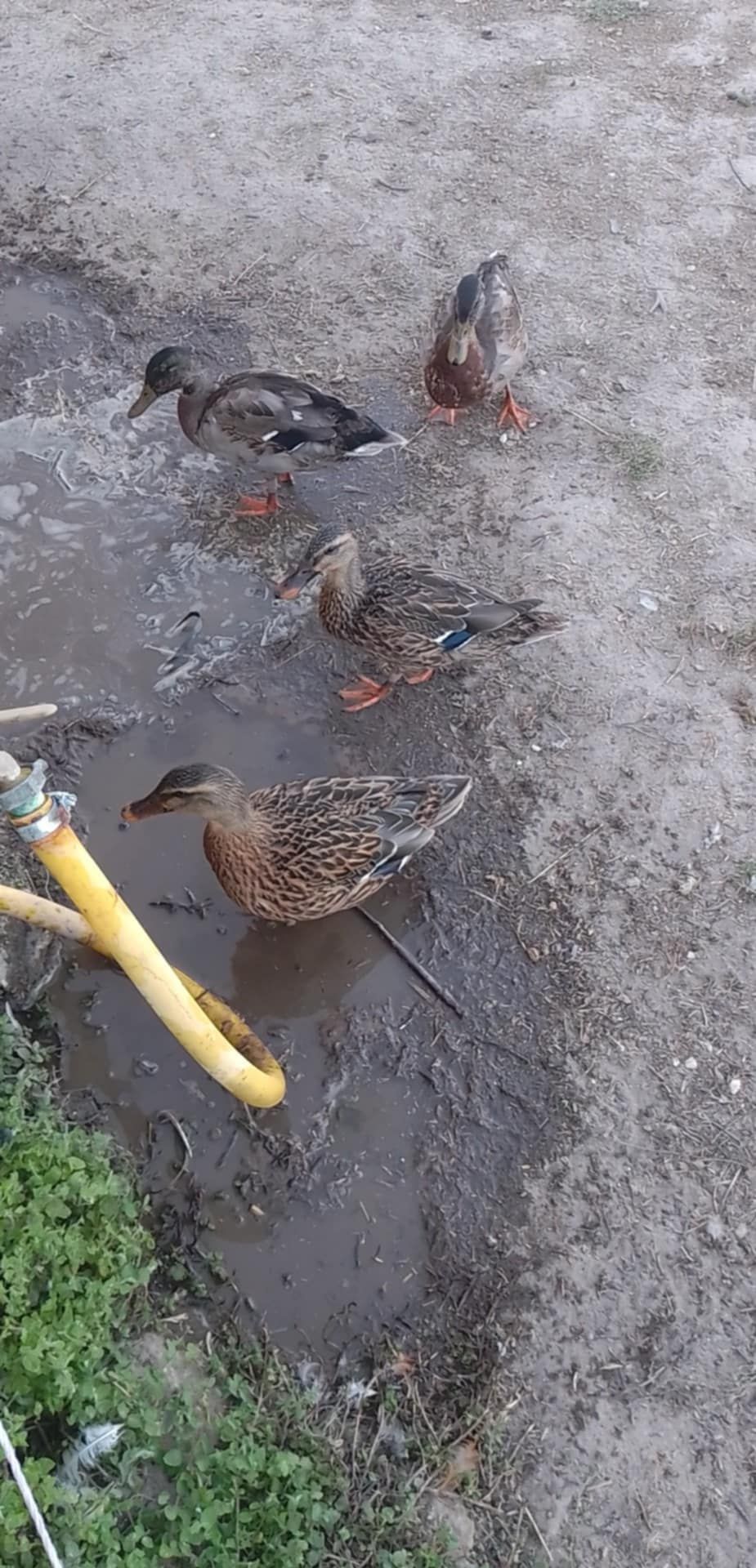 Patos Real para ceder