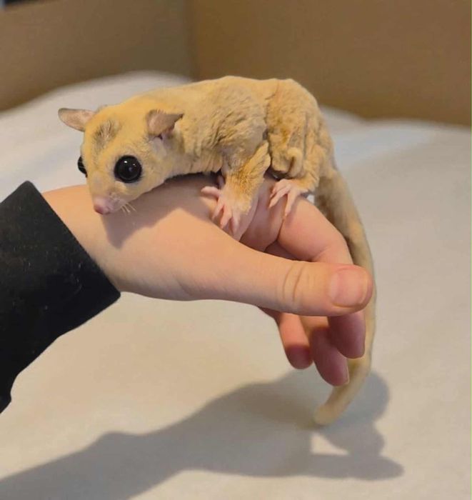 Lotopalanka , lotopalanki - mlode - samiczka samczyk  - transport