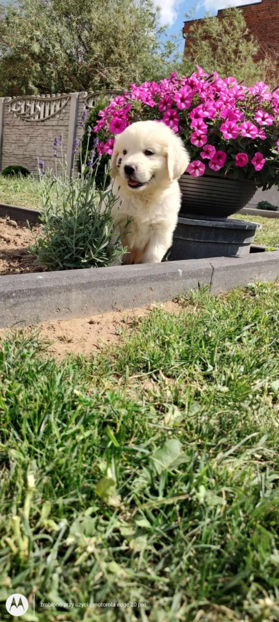 Golden retriever szczeniak