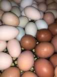 Jaja lęgowe marans, araucana, mix