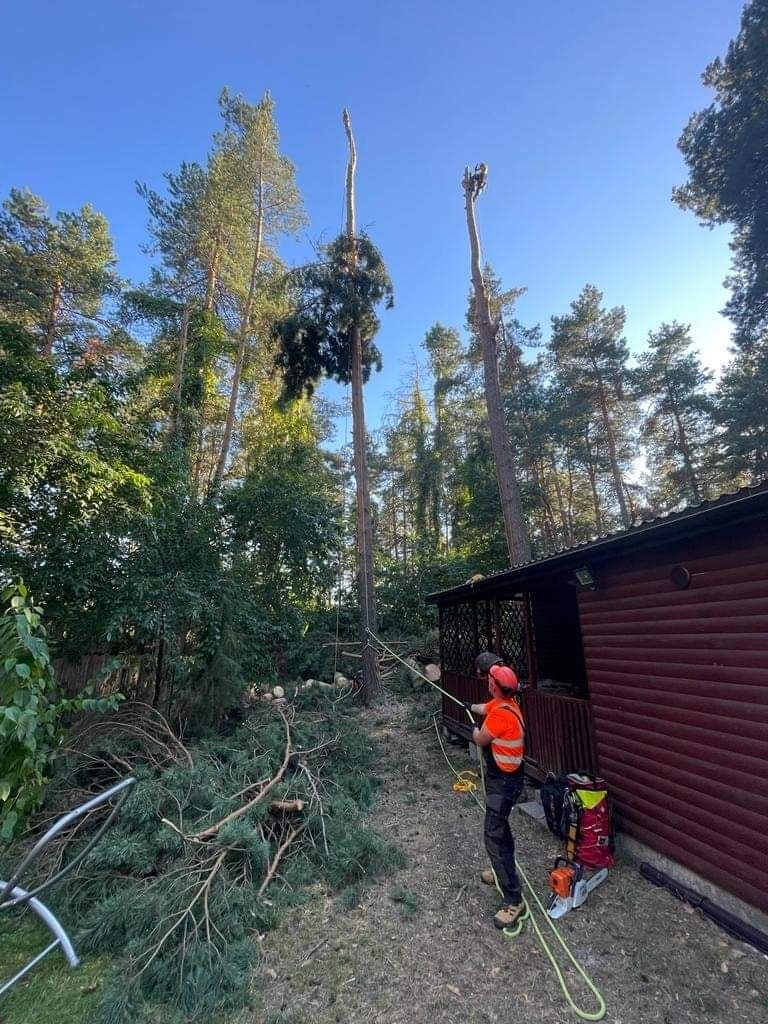 Wycinka alpinistyczna drzew, pielęgnacje drzew, wycinka standardowa