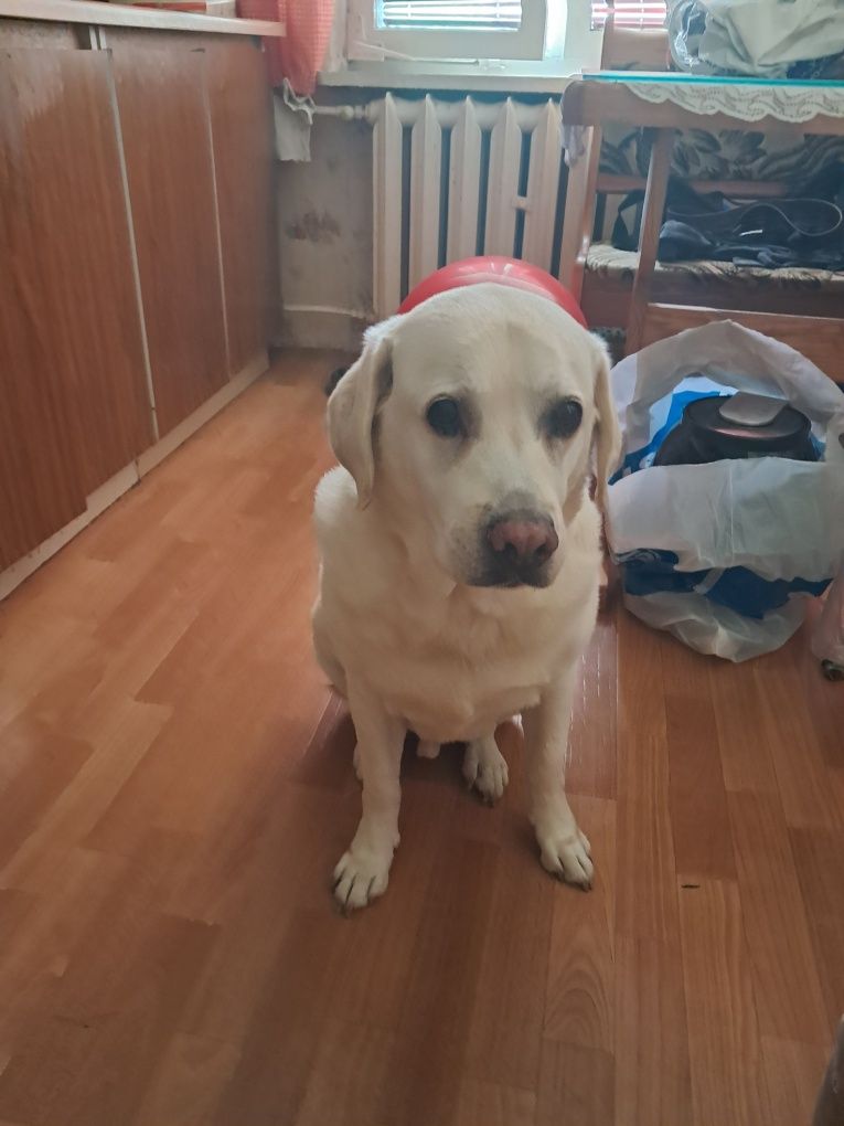 Oddam labradora w dobre ręce