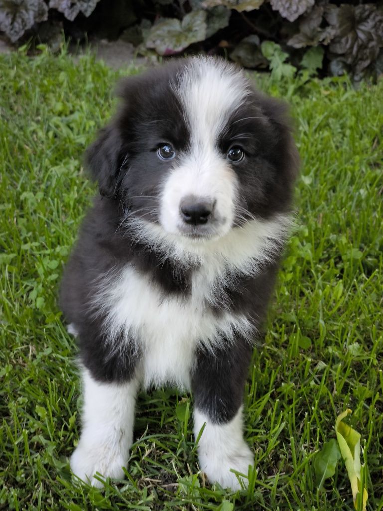 Border collie ZKWP FCI suczka