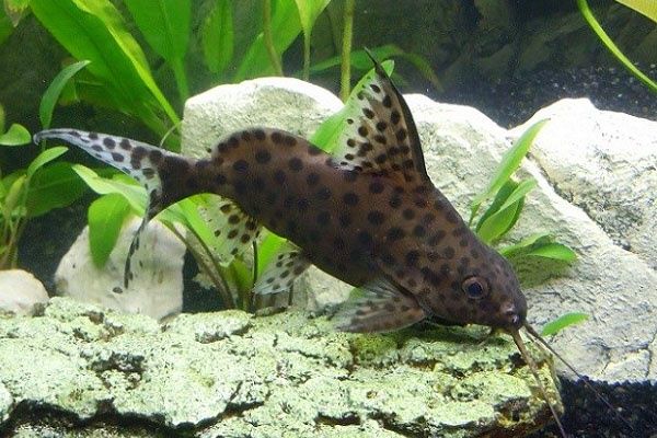 Peixe de aquário Synodontis euptera