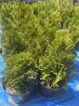 Thuja szmaragd 20cm
