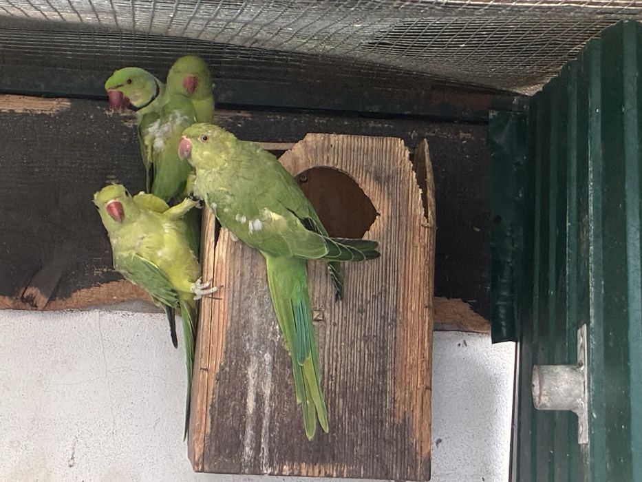 Ring Necks reprodutores e aves de 2025