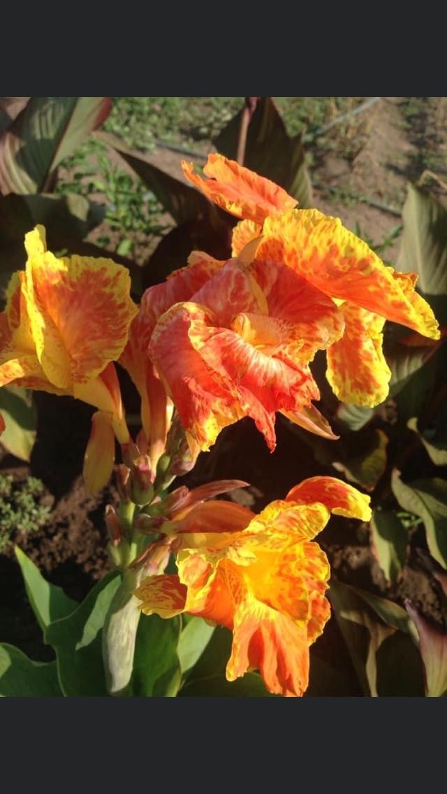 Канна крупно цветковая с желто оранжевым цветком