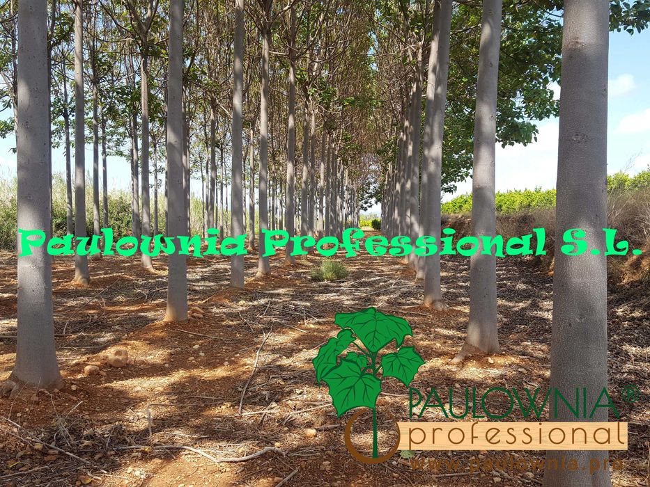 Paulownia Elongata Lote 100ud.