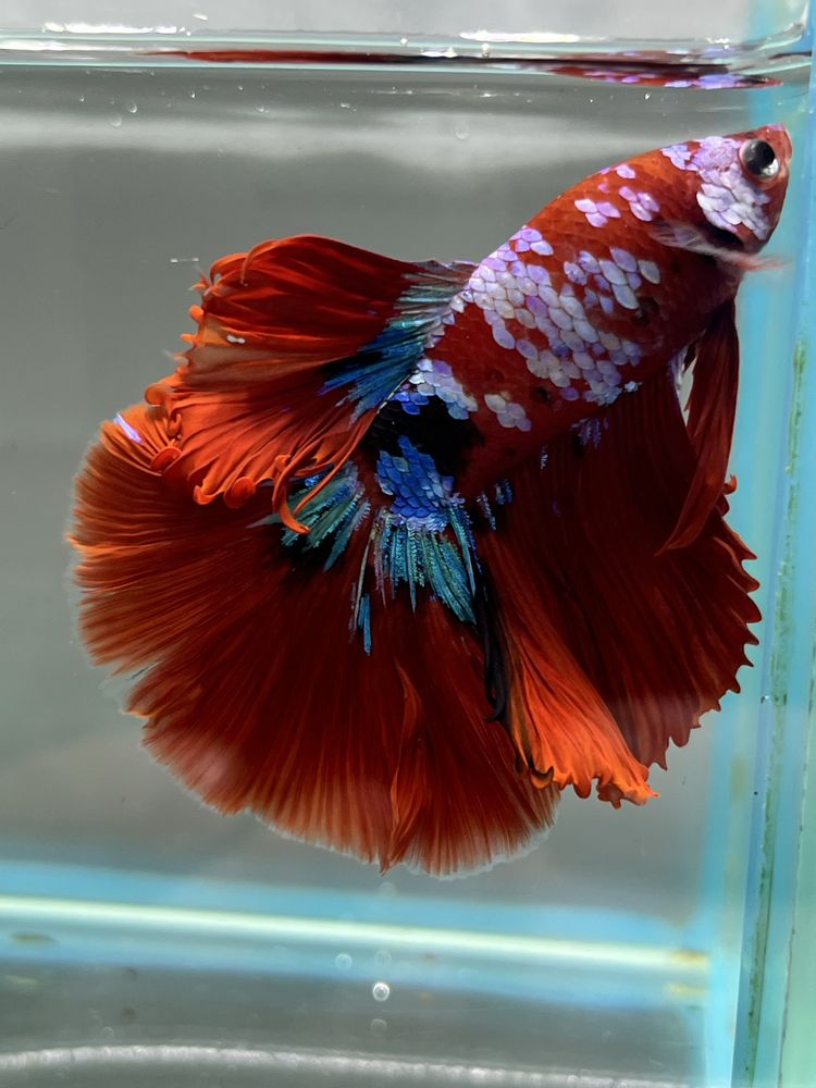 Bojownik Betta Koi Aqulalife