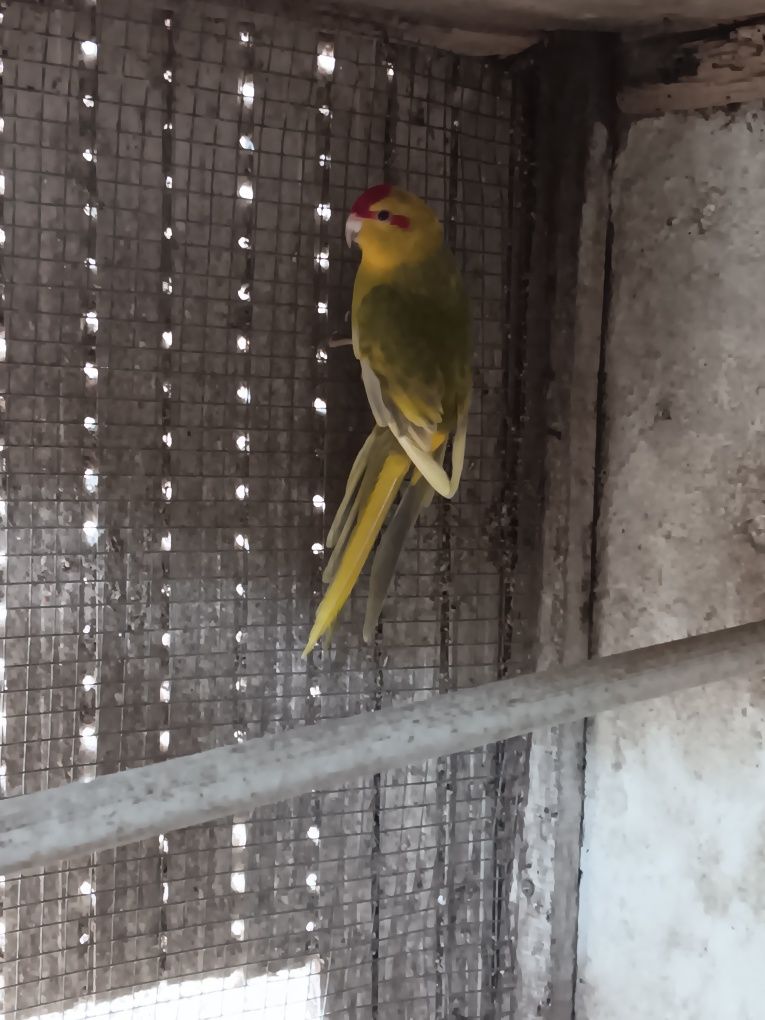 Macho de kakarikis