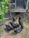 Australorp kurczaki mixy kogutki