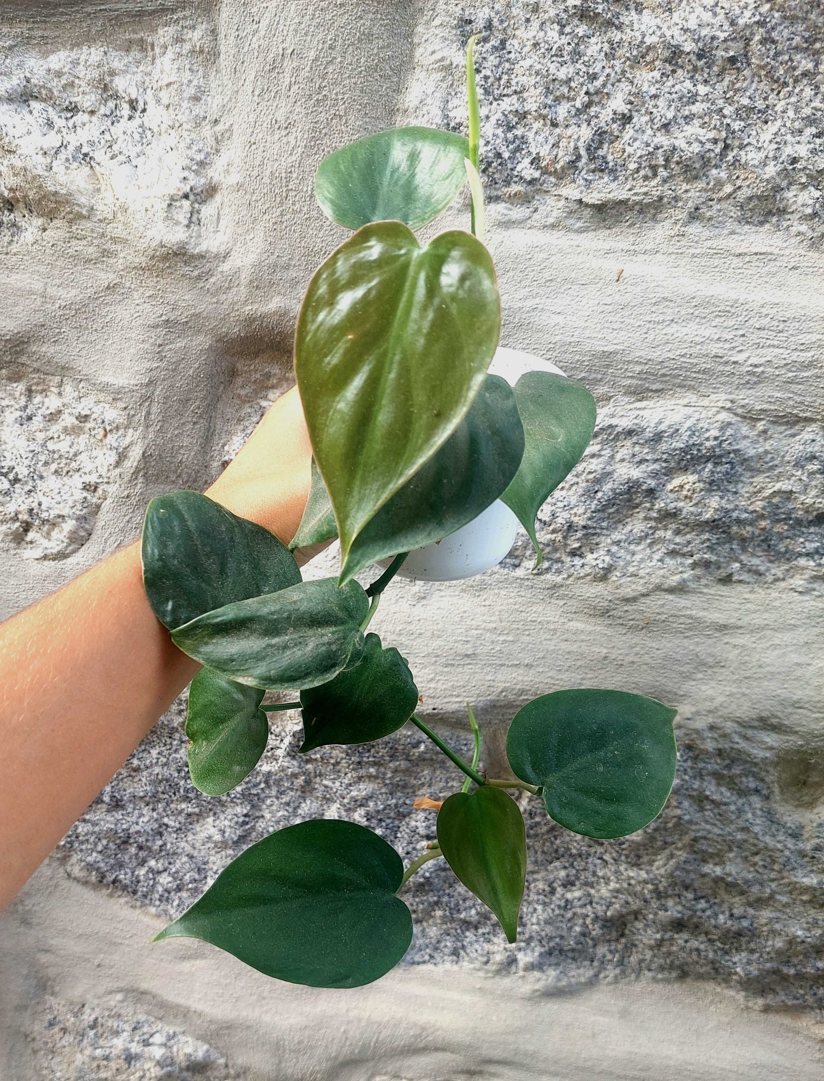 Planta Philodendron ornatum
