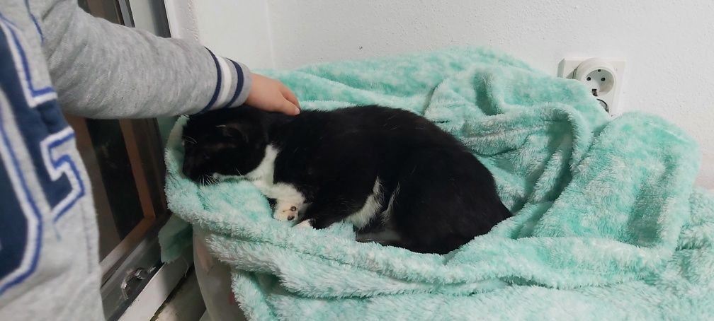 Gatinha dócil esterilizada para adoção