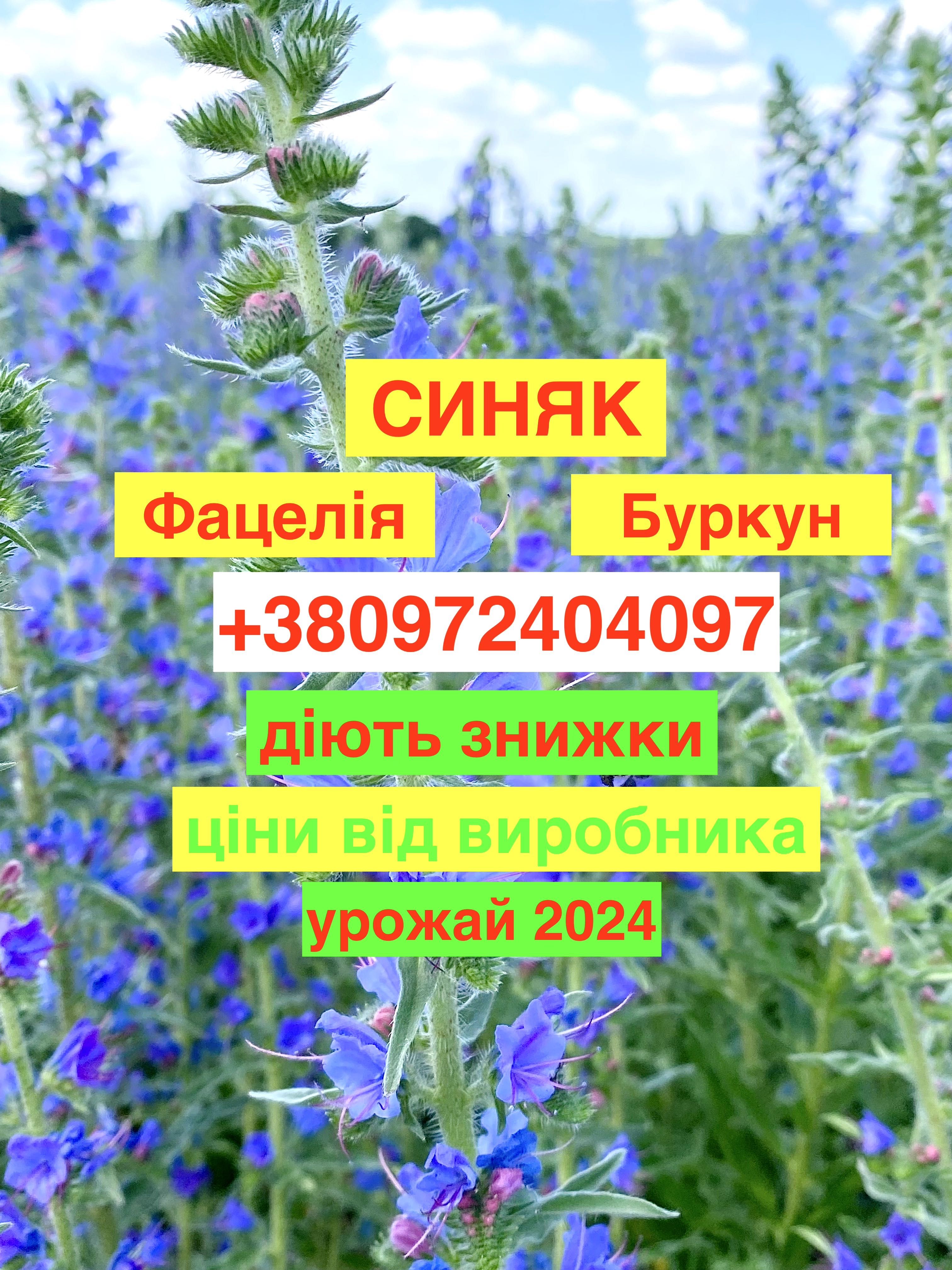 Продам насіння СИНЯК, Фацелія, Буркун (однорічний, дворічний)