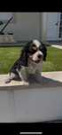 Cavalier king charle macho