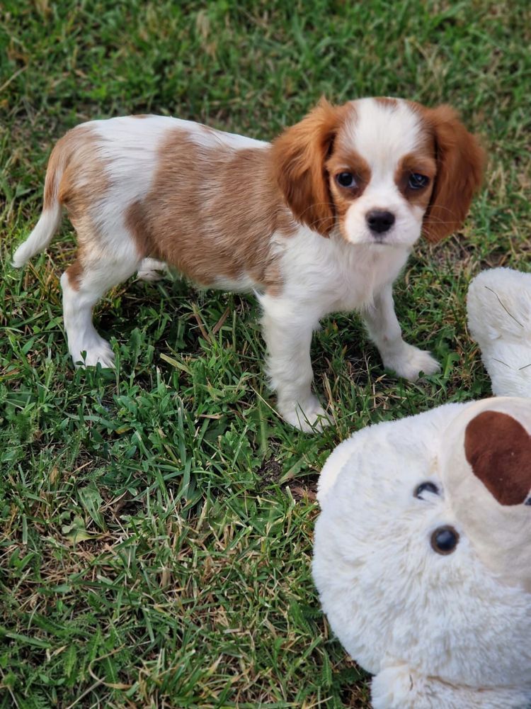 Cavalier King Charles Spaniel - suczka blenhein