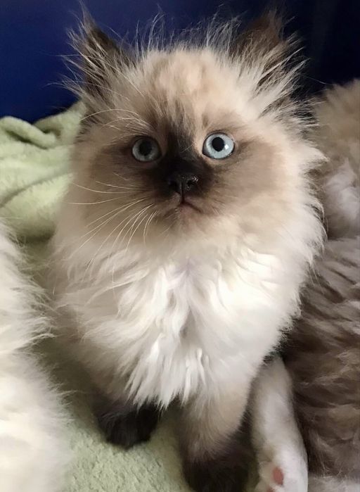 Котенок рэгдолл 1.5мес регдолл ragdoll котята кошеня котик