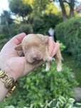 Suczka pomeranian szpic miniaturka