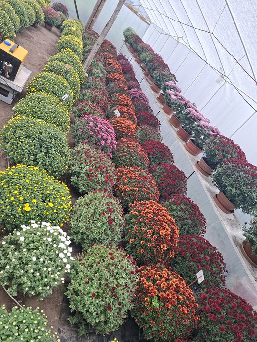 Sprzedam chryzantemy