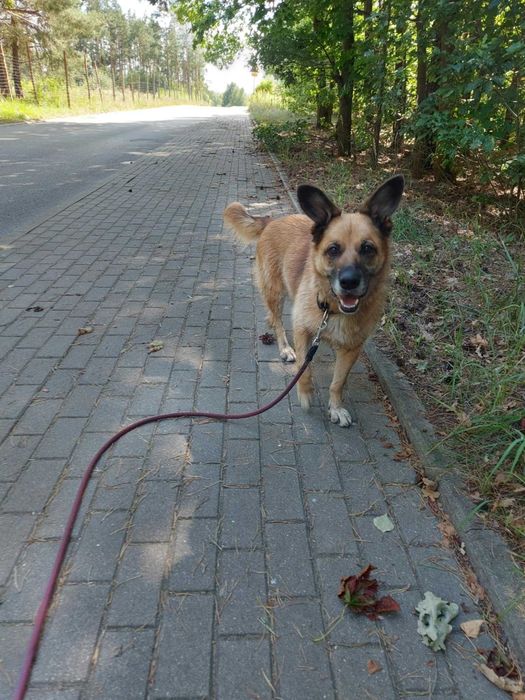 SONIA - Schronisko dla Zwierząt w Ostródzie