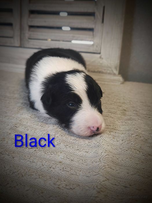 Border collie piesek cudowny piesek przebadani rodzice do odbioru