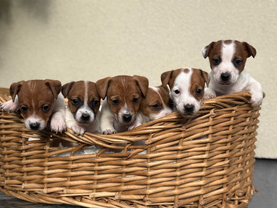 Jack Russell Terrier # S M A R T I E * J A C K S # piękni rodzice FCI