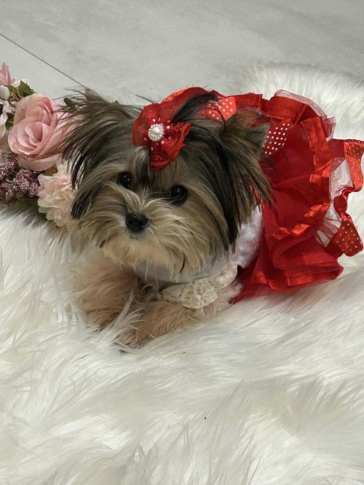 Biewer yorkshire terrier miniaturka suczka 1.50 kg paszport Majeczka