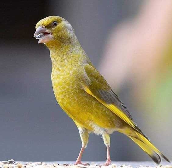 Varias aves de fauna