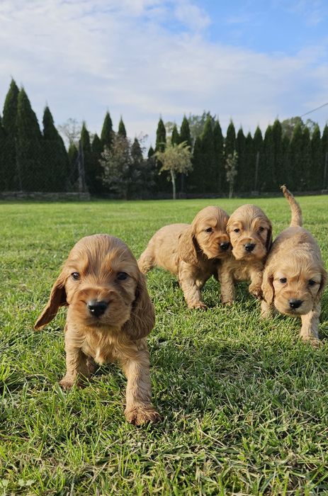 Cocker spaniel angielski