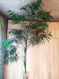 Пальма Хамедорея 2,5 м (із вазоном)