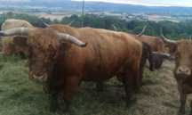 Bydło Longhorn Texas - byki krowy cielaki