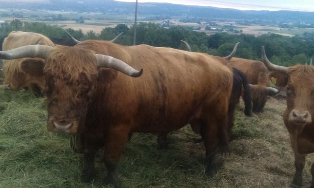 Bydło Szkockie Highland Cattle - byki krowy cielaki