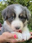 Border collie suczka umaszczenie blue trikolor