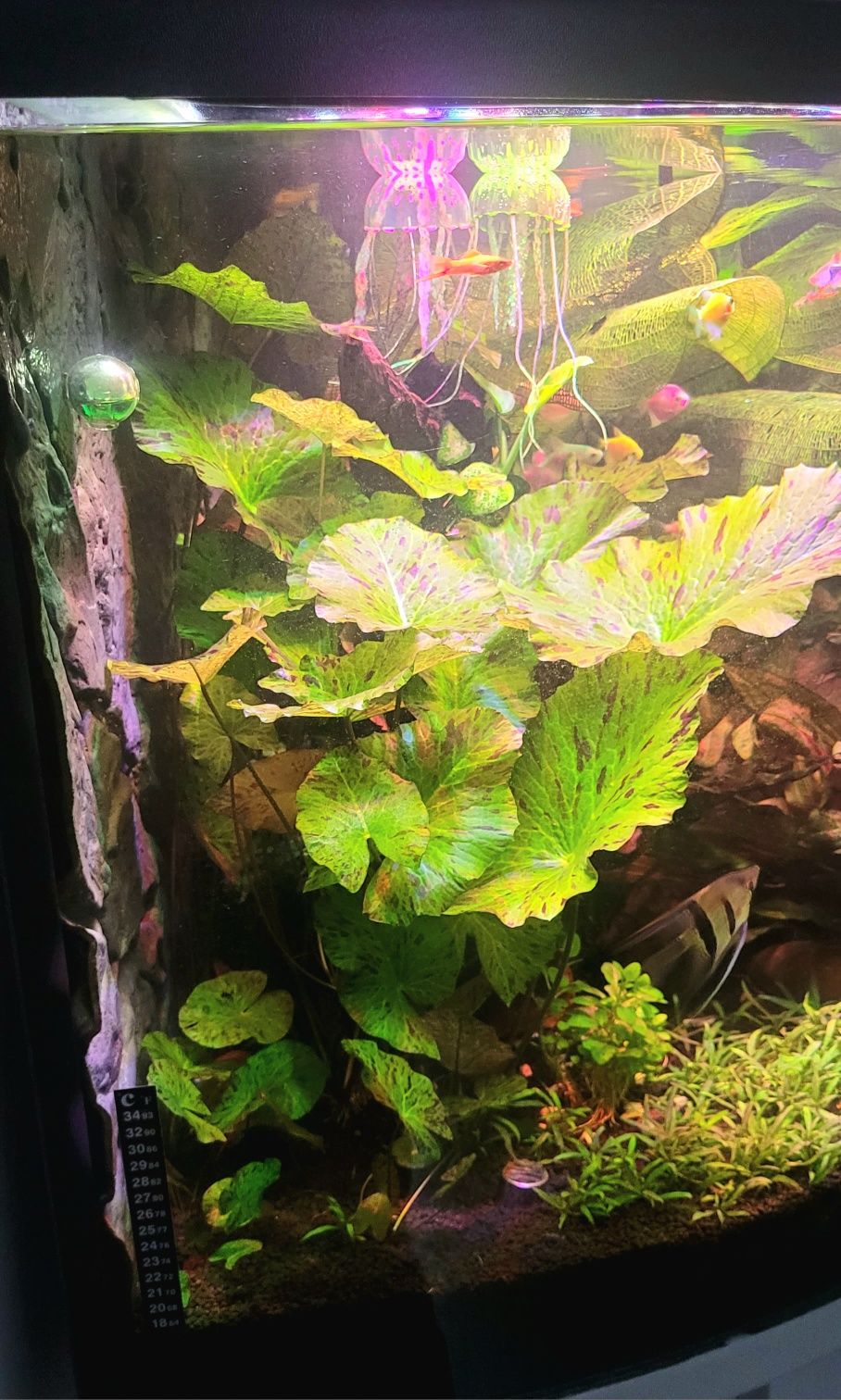 Lotos nymphaea Tiger