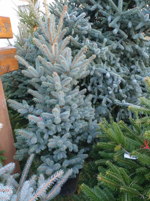 Choinki Święta Świerk srebrny pospolity serbski