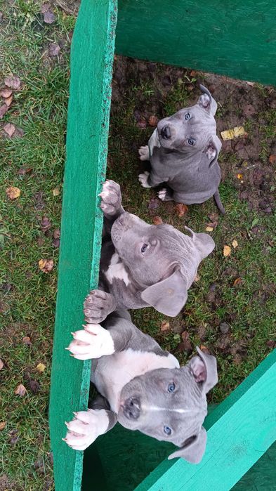 Amstaff błękitny blue samiec gotowy do odbioru