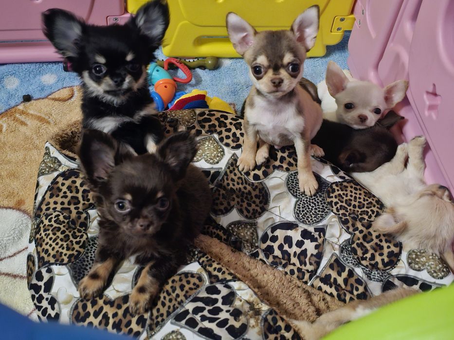 Chihuahua fci,  bialy krótkowłosy piesek Bubu